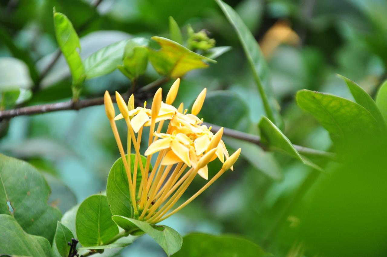 Sigiriya Amenity Home Stay Екстер'єр фото